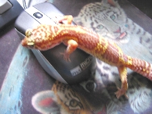 Posting on The Gecko Spot