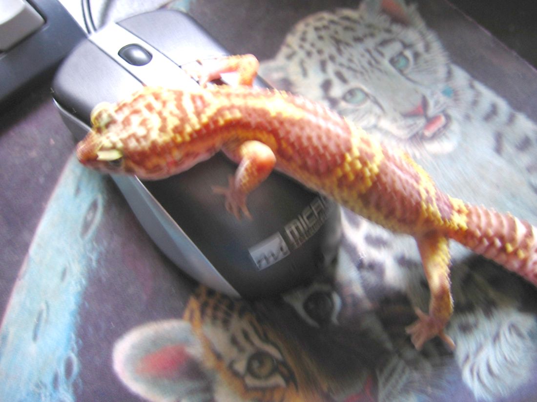 Posting on The Gecko Spot
