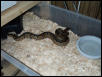 ball ptyhon het albino female