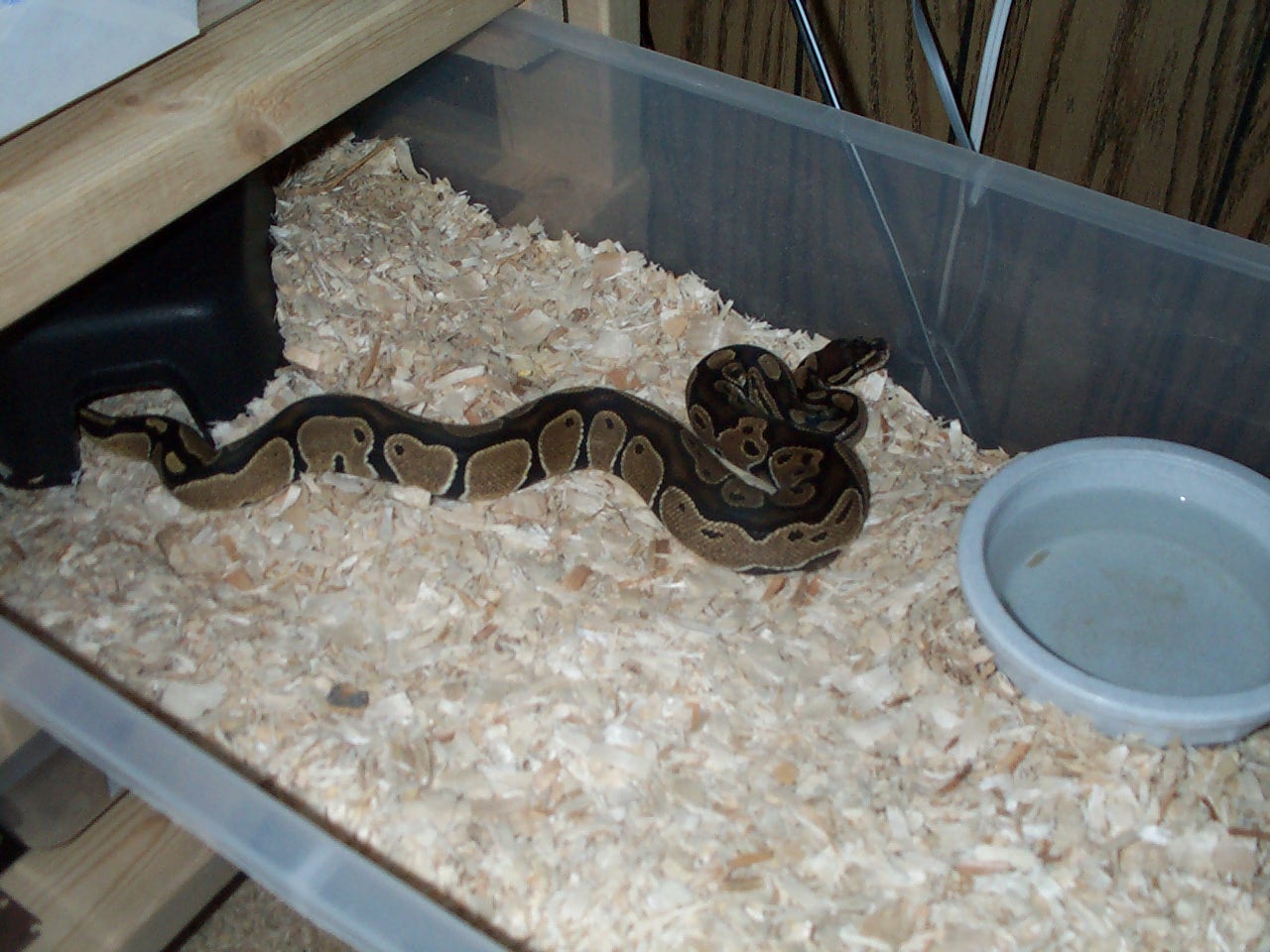 ball ptyhon het albino female