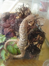 Our new Alligator Lizard