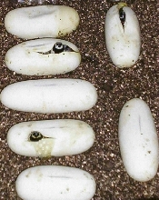 HONDURANS  HATCHING
