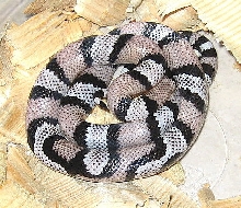 anery. Honduran (aberrant)
