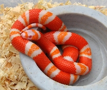 albino "tangerine"(waterbowl)