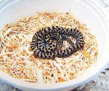 South FL. Mole King (hatchling)