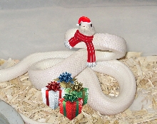 Ratty Christmas