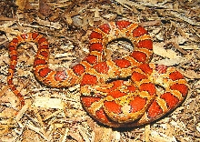 "okeetee" cornsnake