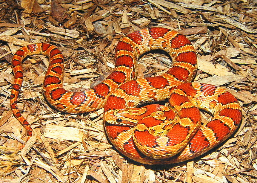 "okeetee" cornsnake