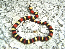 Pueblan Milksnake