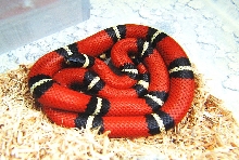Sinaloan Milksnake