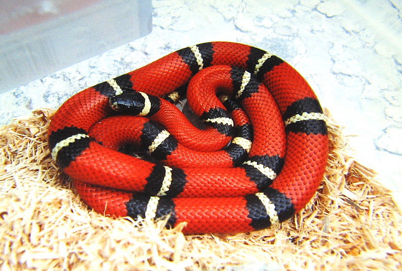 Sinaloan Milksnake
