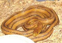 Yellow Ratsnake
