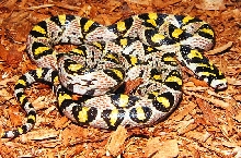 Mandarin Ratsnake