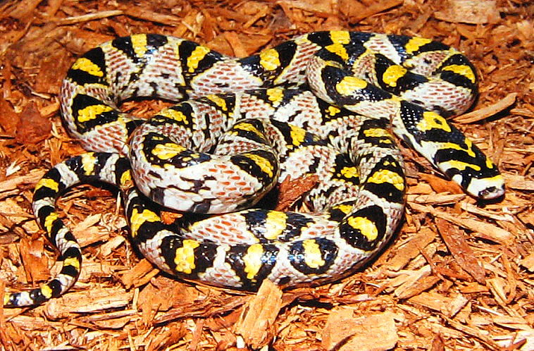 Mandarin Ratsnake