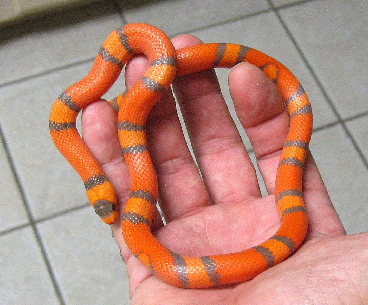 "Ultra" hypo F