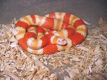 Albino Honduran(Beard line)