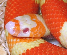 albino head 1