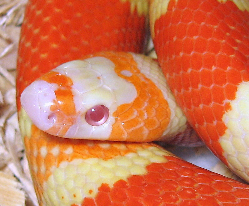 albino head 1