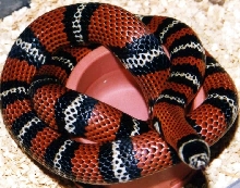 ANDEAN  MILKSNAKE