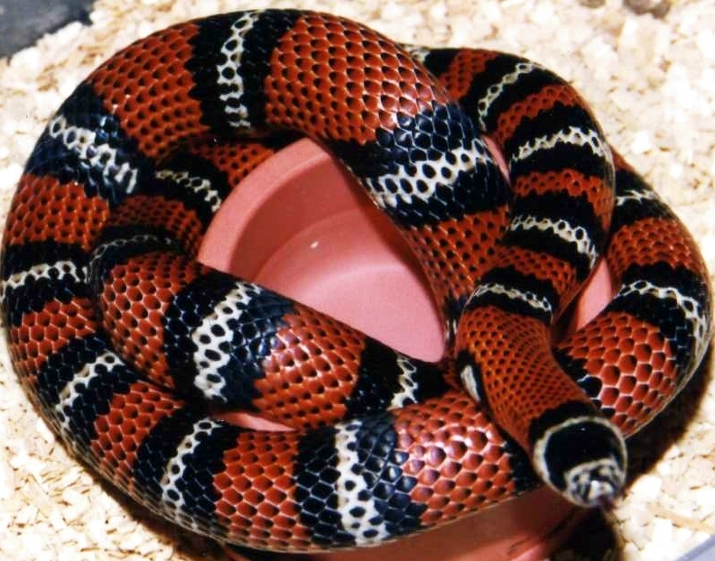 ANDEAN  MILKSNAKE
