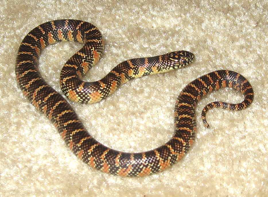 Brooksi F2