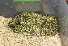 green floridana