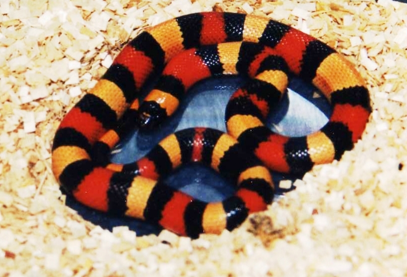 Pueblan Milksnake (apricot)