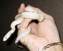 Leucistic Texas Rat ( female)