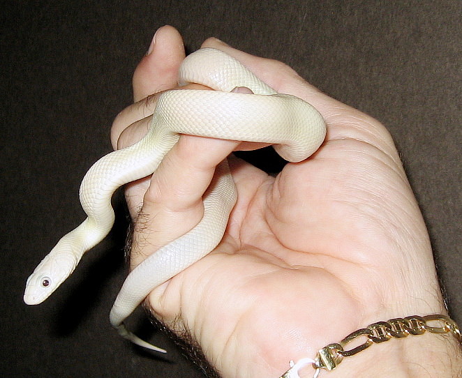 Leucistic Texas Rat ( female)