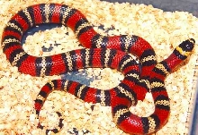 L. t. polyzona