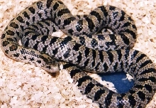South FL. Mole Kingsnake(L.c.occipitolineata)