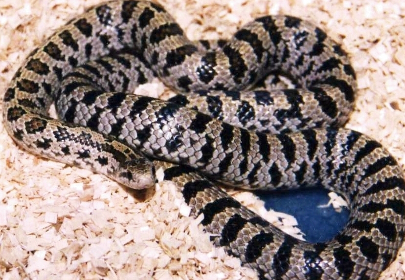 South FL. Mole Kingsnake(L.c.occipitolineata)