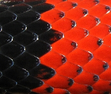 scales1