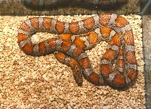 "Miami" phase Cornsnake