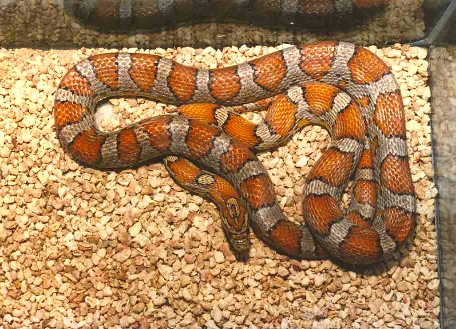 "Miami" phase Cornsnake