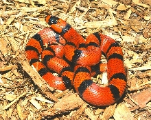tangerine Honduran1