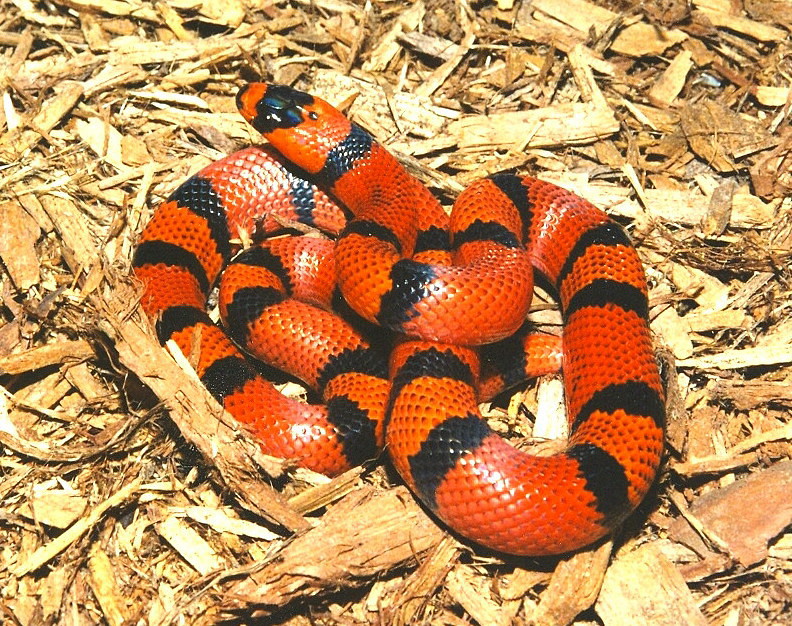 tangerine Honduran1