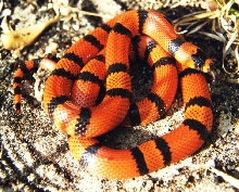 tangerine Honduran2