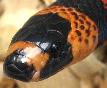 tri-color head