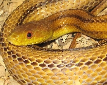 Yellow rat