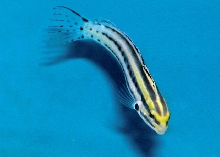Saltwater - Austin Aquariums