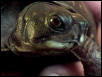 Trixie, Close-Up