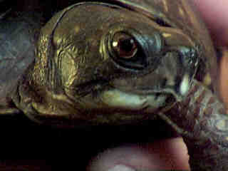Trixie, Close-Up