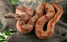 07 Male Salmontine