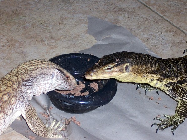 cant we all just get along ?