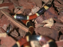 Texas Coral Snake