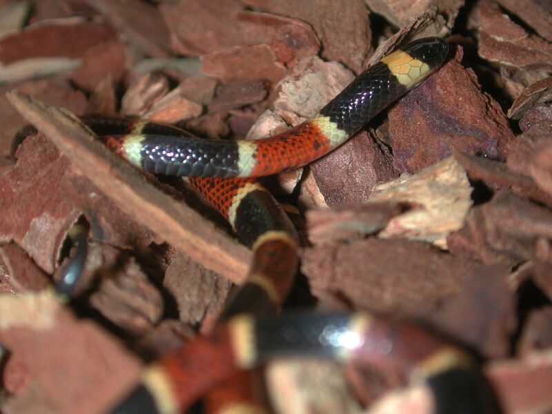 Texas Coral Snake