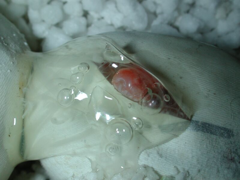 Amelanistic Corn Hatching