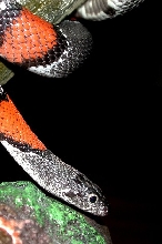 Gray Banded Kingsnake