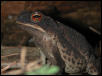 Grumpy Toad